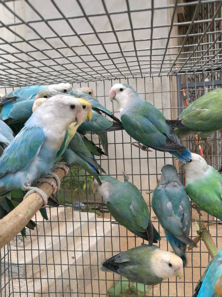 Pet Sales