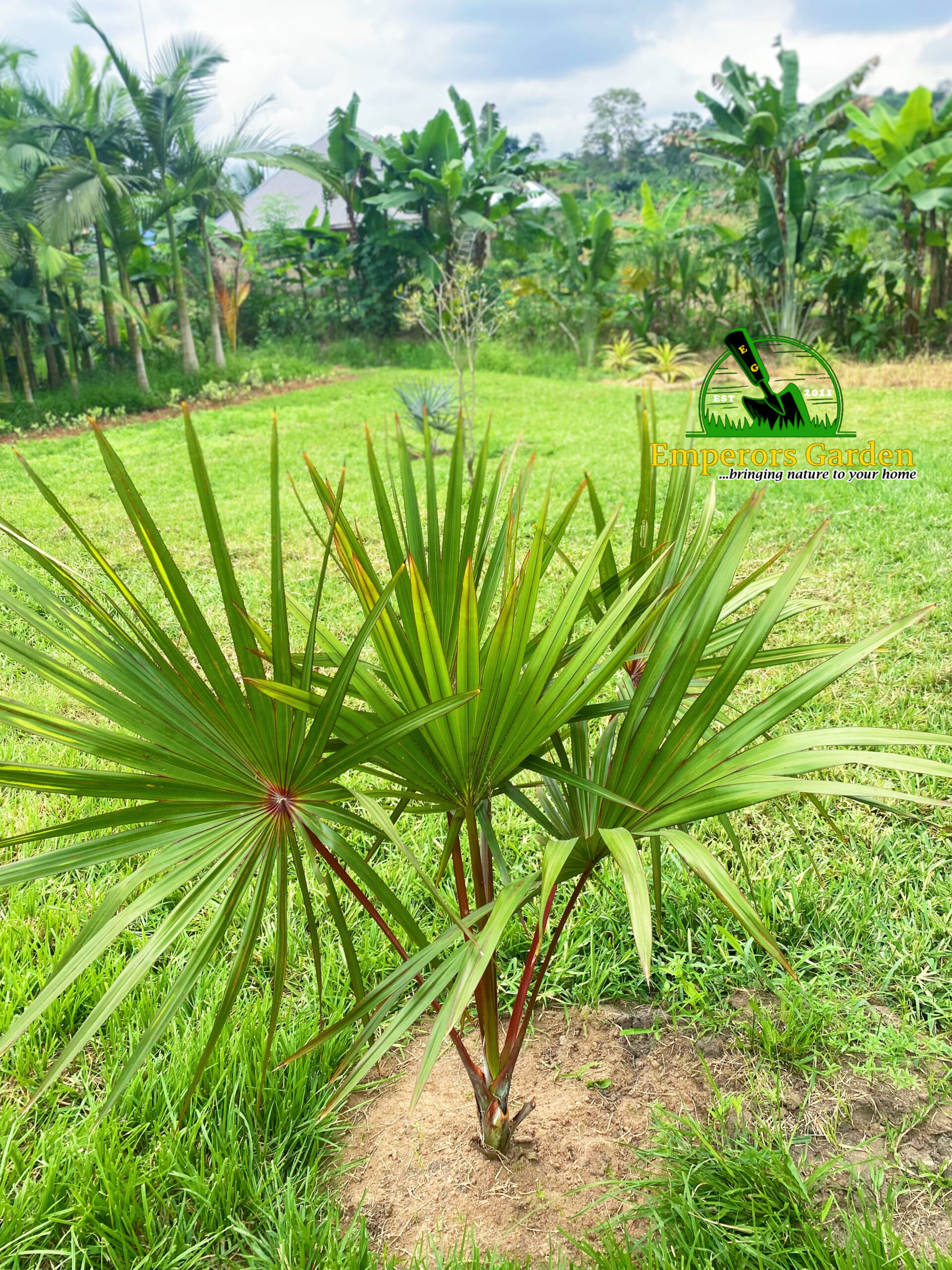 RED LANTANA PALM