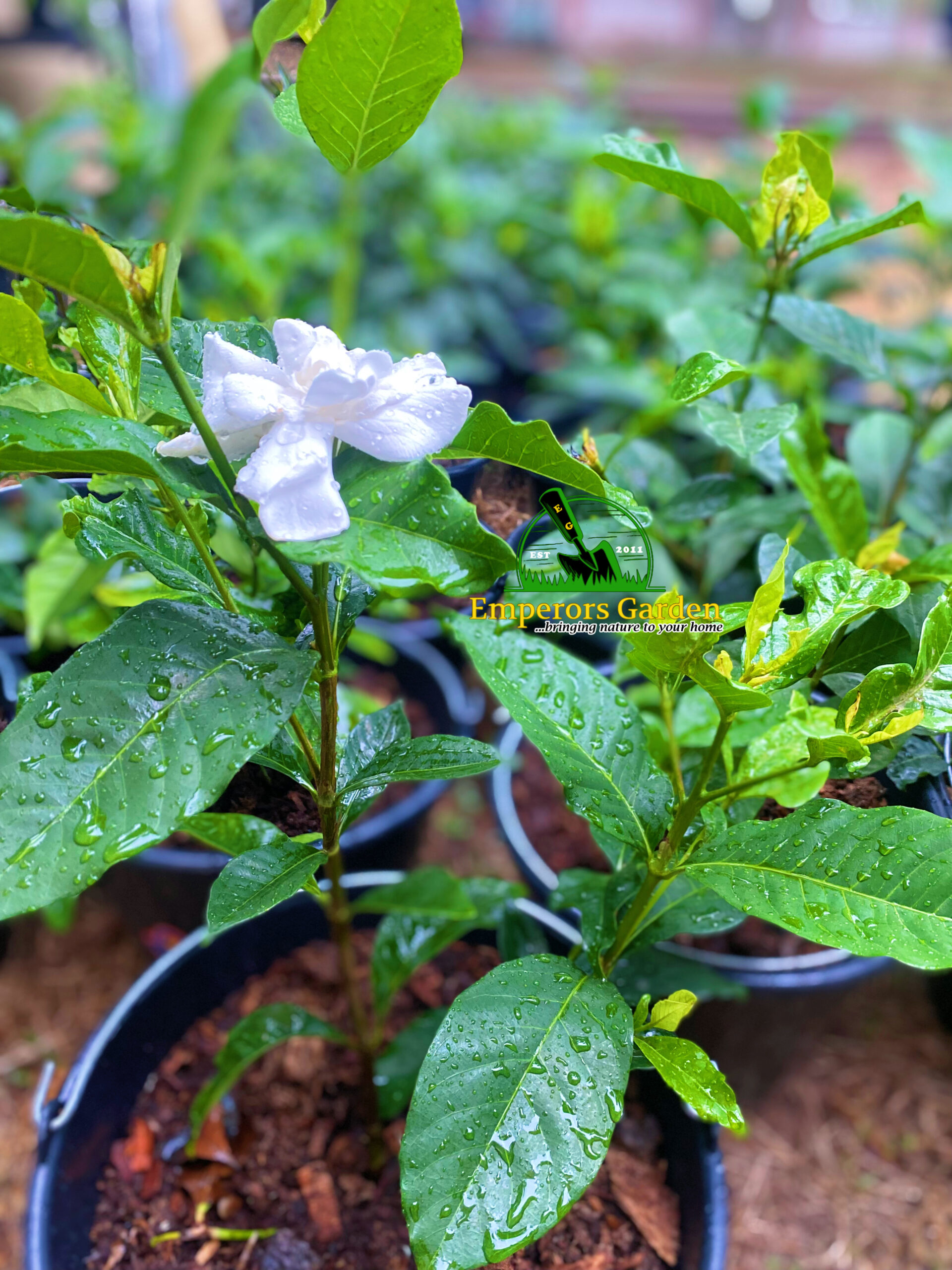 Highly Scented Gardenia