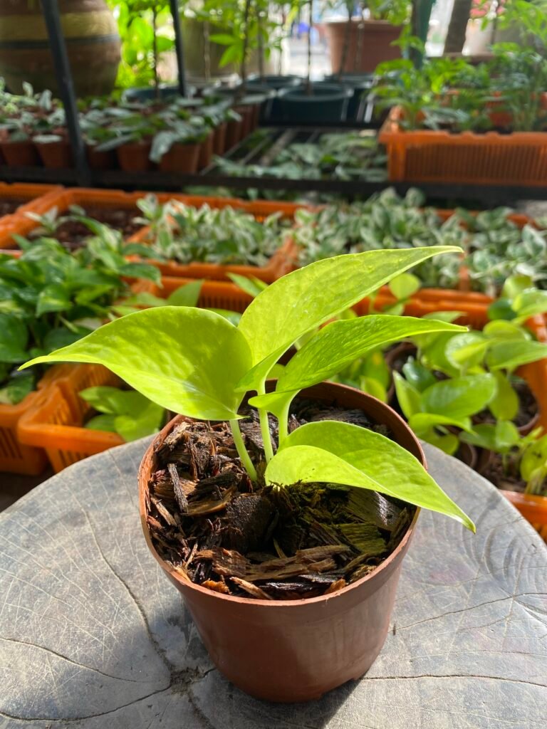 The Ultimate Guide to Creating a Thriving Home Garden in Ghana