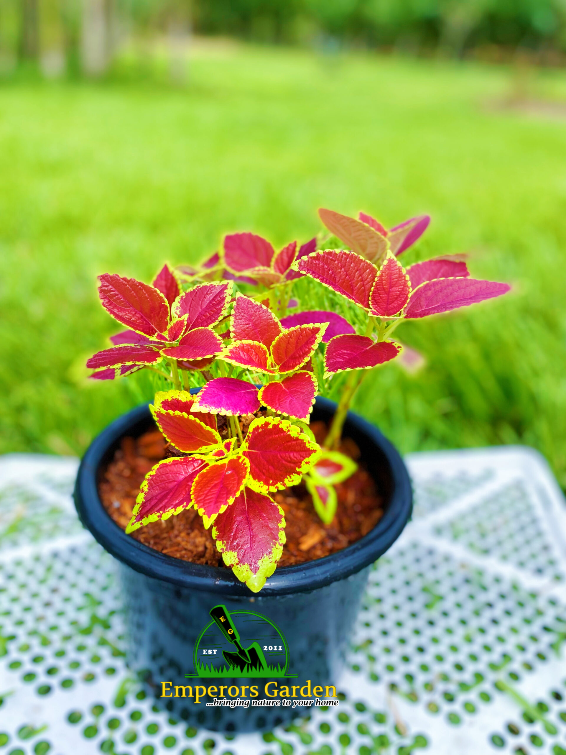 Coleus Plant