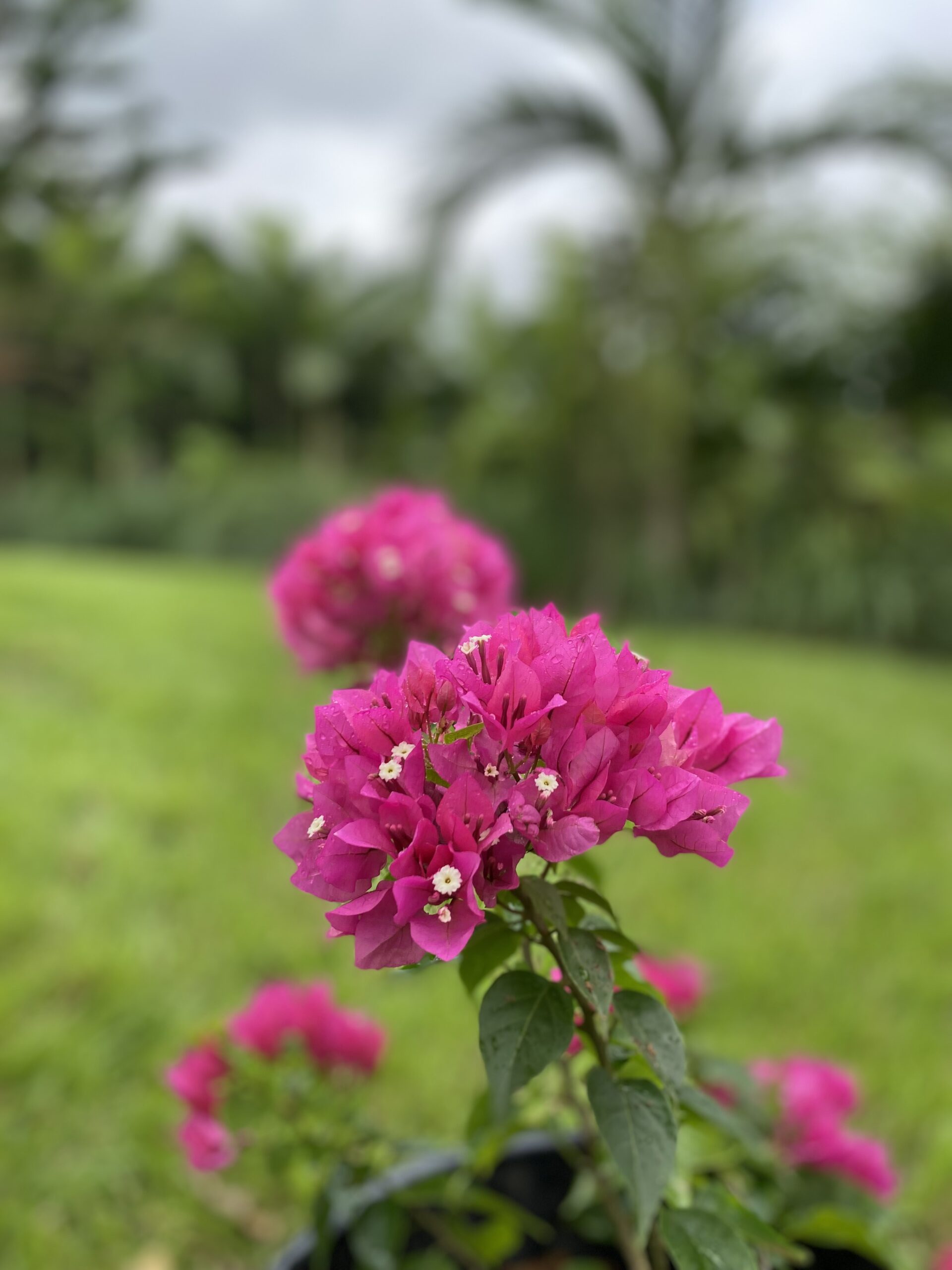 Bougainvillea