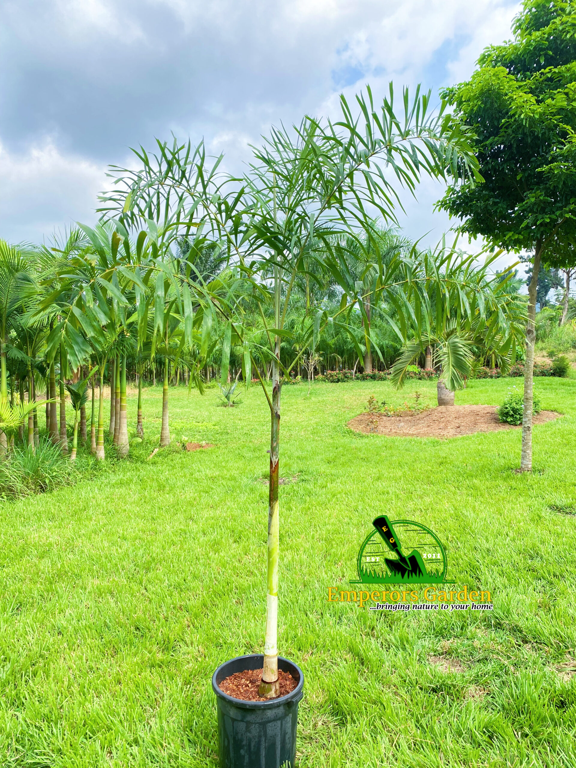 FOXTAIL PALM