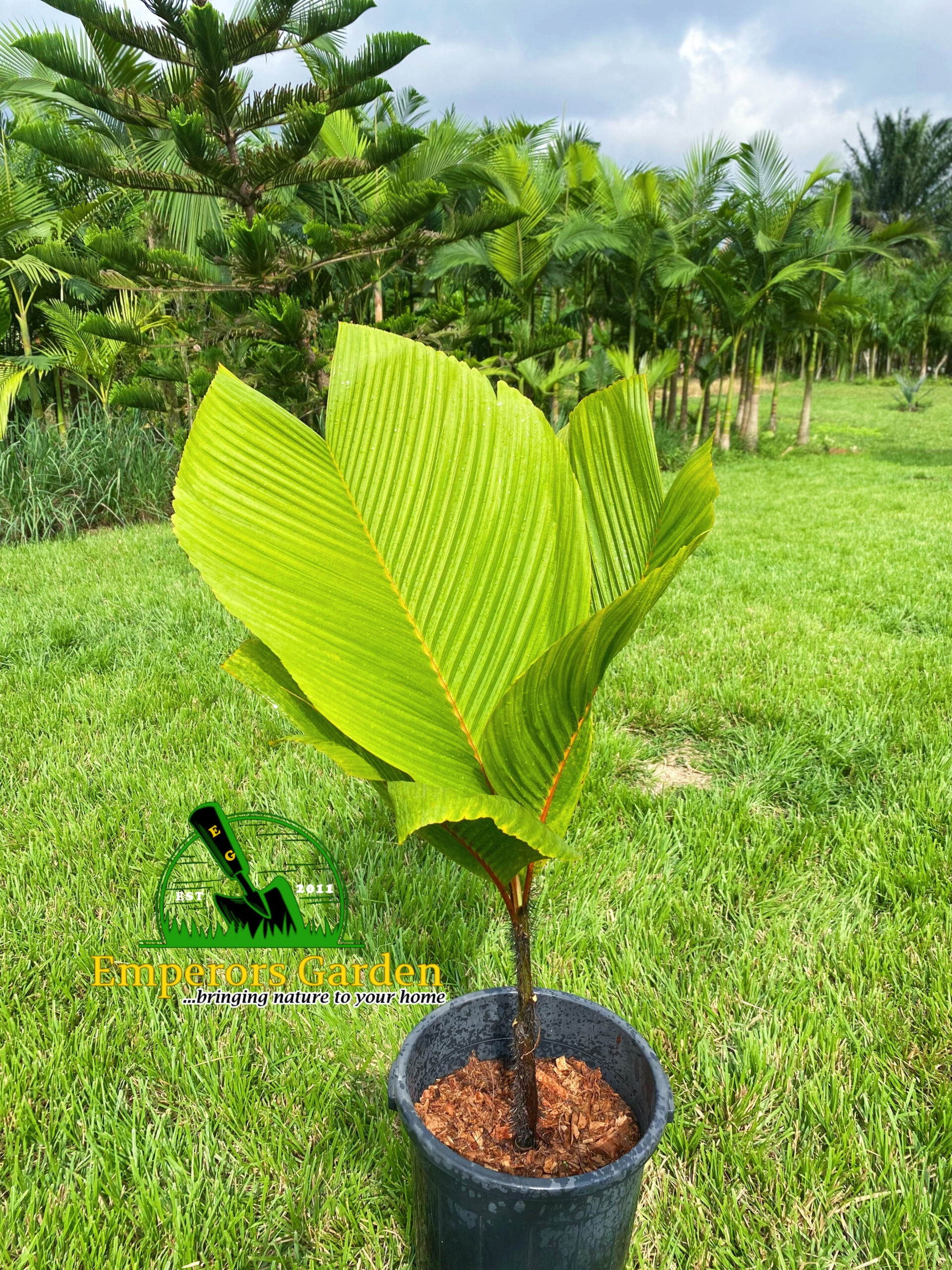 PHOENICOPHORIUM or THIEF PALM