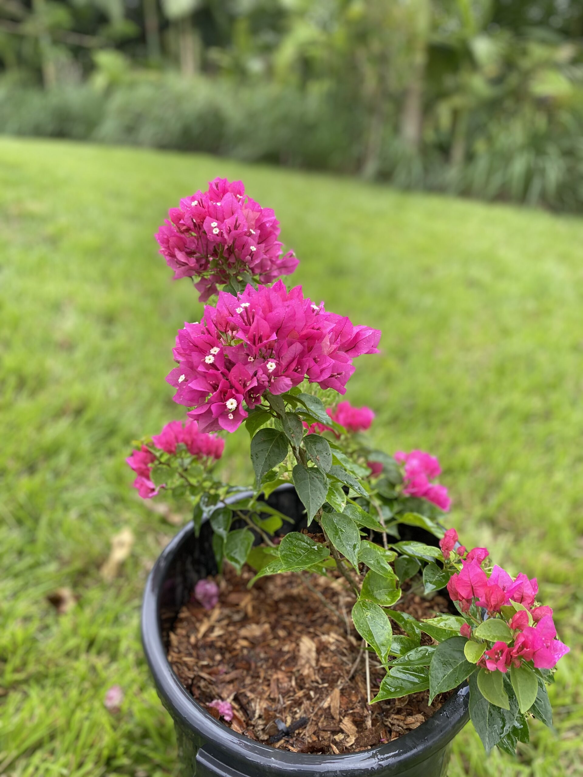 Bougainvillea