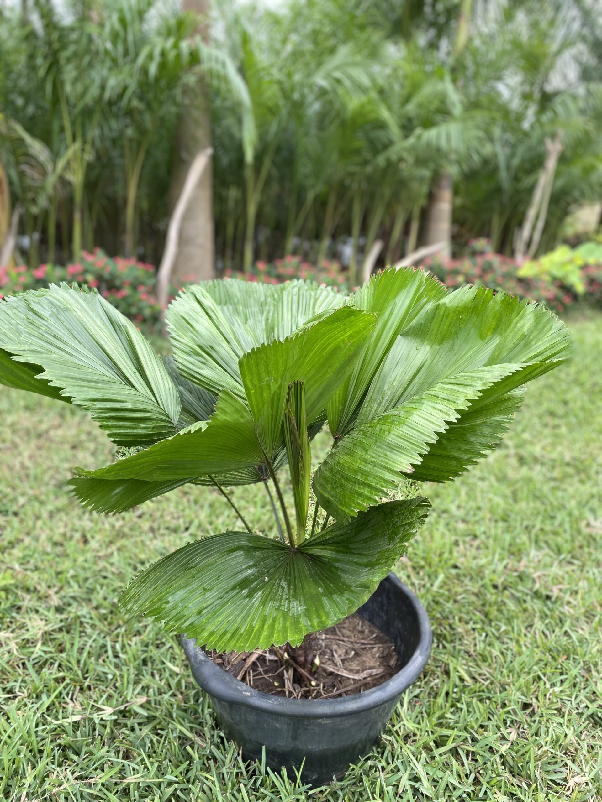 Licuala Grandis Palms