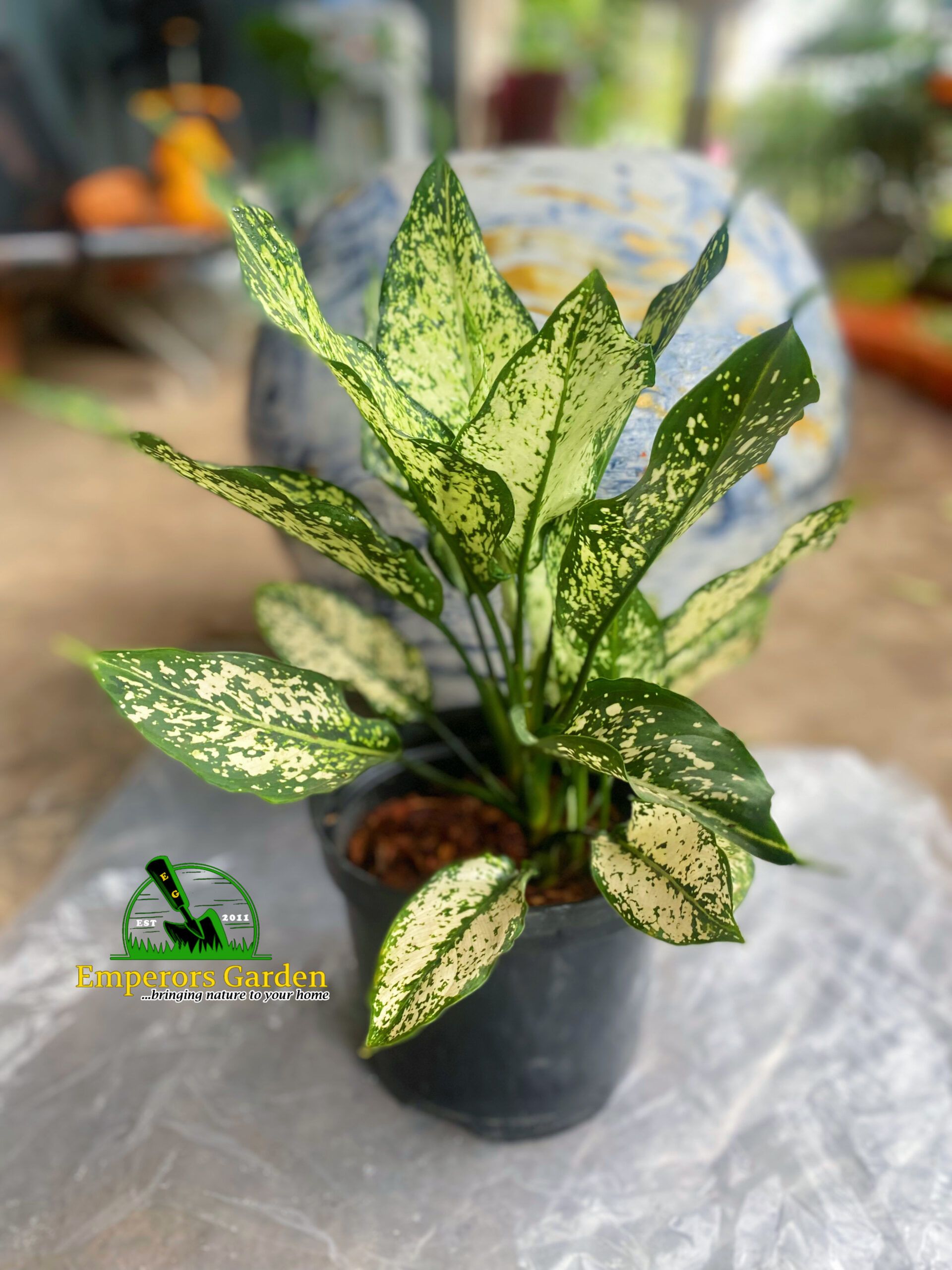 Aglaonema Plant