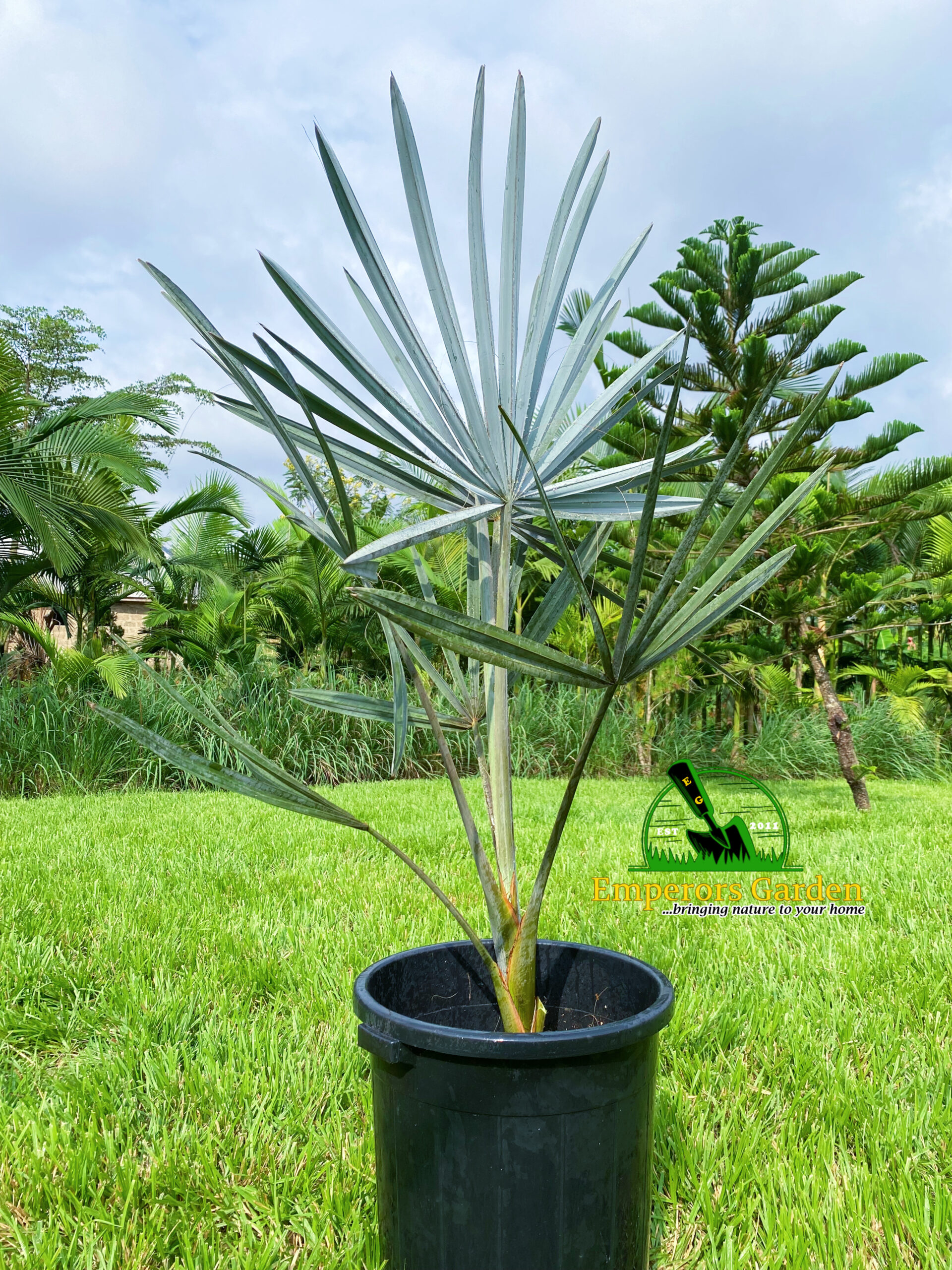 Silver Bismarckia Palm