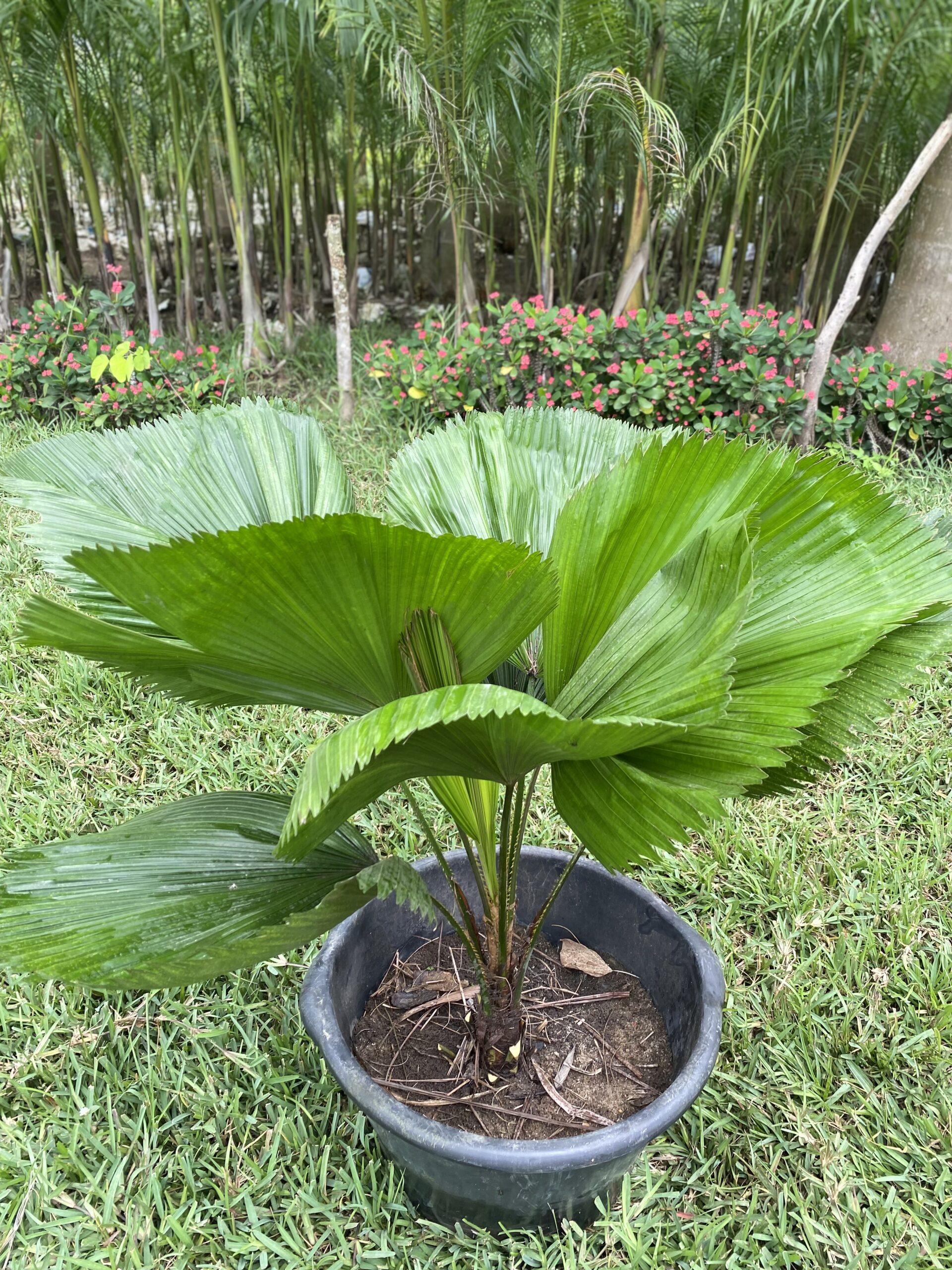 Licuala Grandis Palms